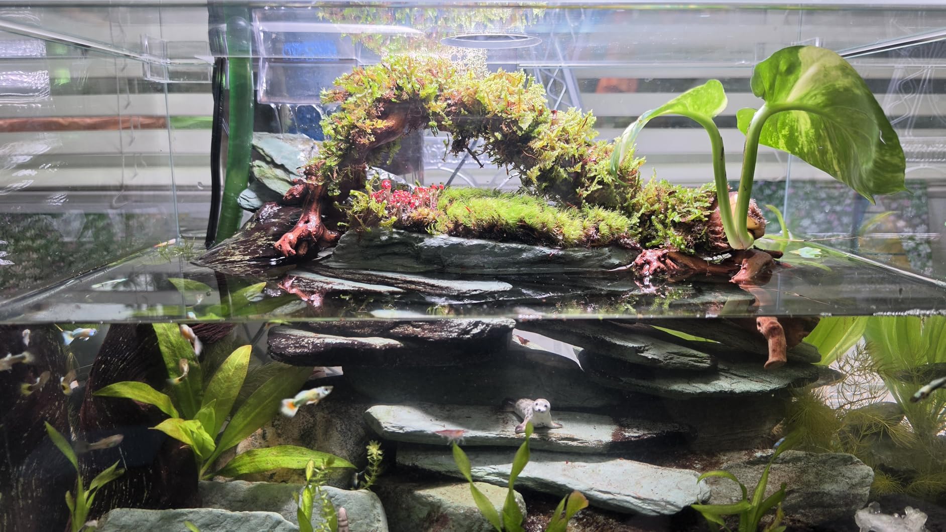 Exo Terra Forest Branch Small - Natural Wood Terrarium Decoration | For Reptiles, Amphibians & Small Pets customer photo 2