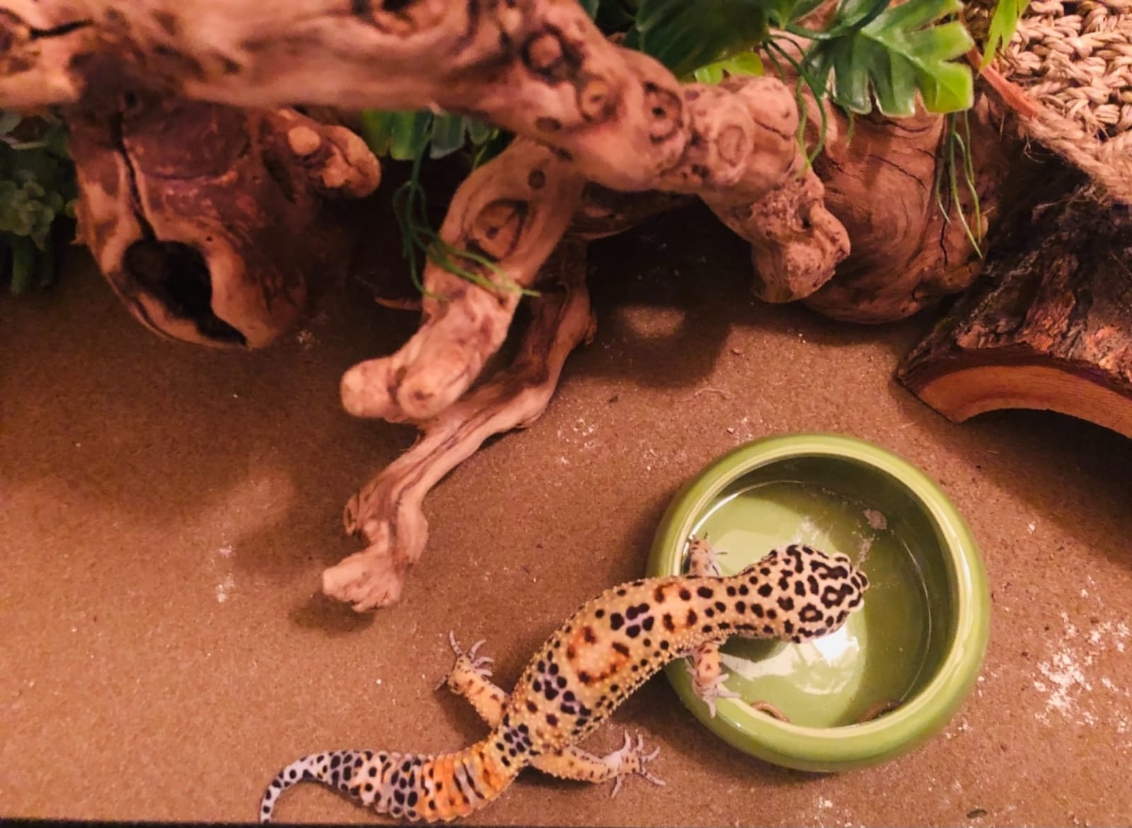 Living World Ergonomic Food Dish, for Small Animals, Blue, Small, 4.22oz, 61682A1 customer photo 2