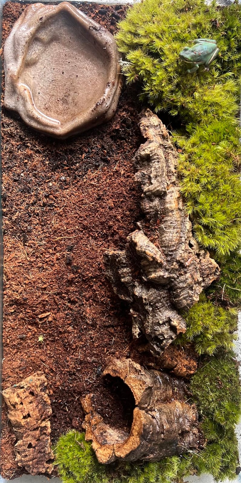 Zoo Med Frog Moss, 80 Cubic-Inches customer photo 1