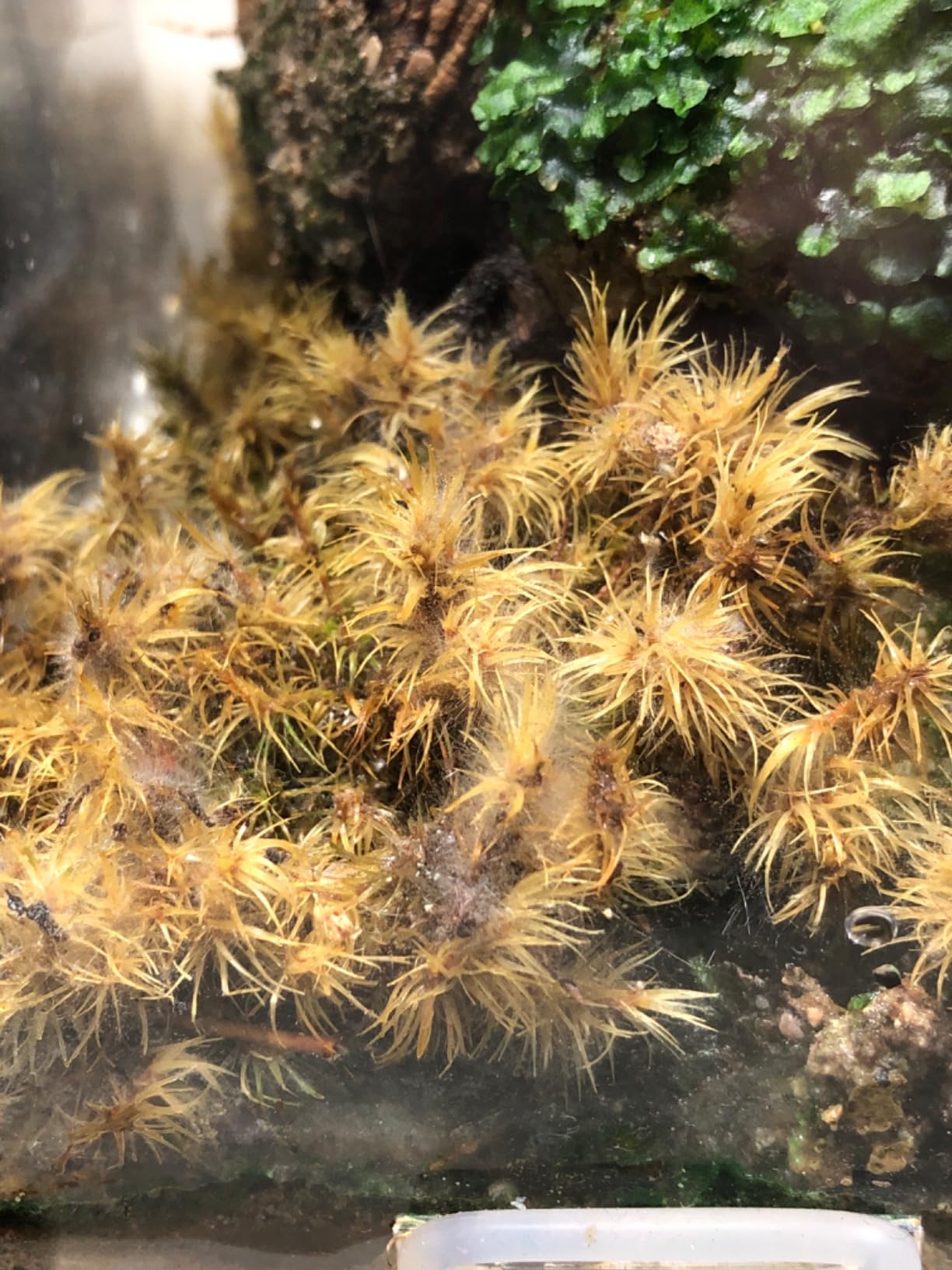 Zoo Med Frog Moss, 80 Cubic-Inches customer photo 2