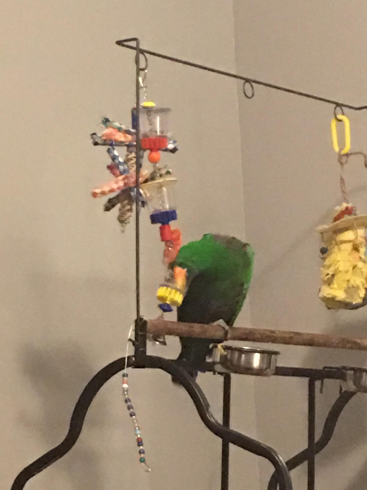 Super Bird Creations SB632 Foraging Bottom's Up Bird Toy with Clear Acrylic Cups, Medium/Large Bird Size, 18