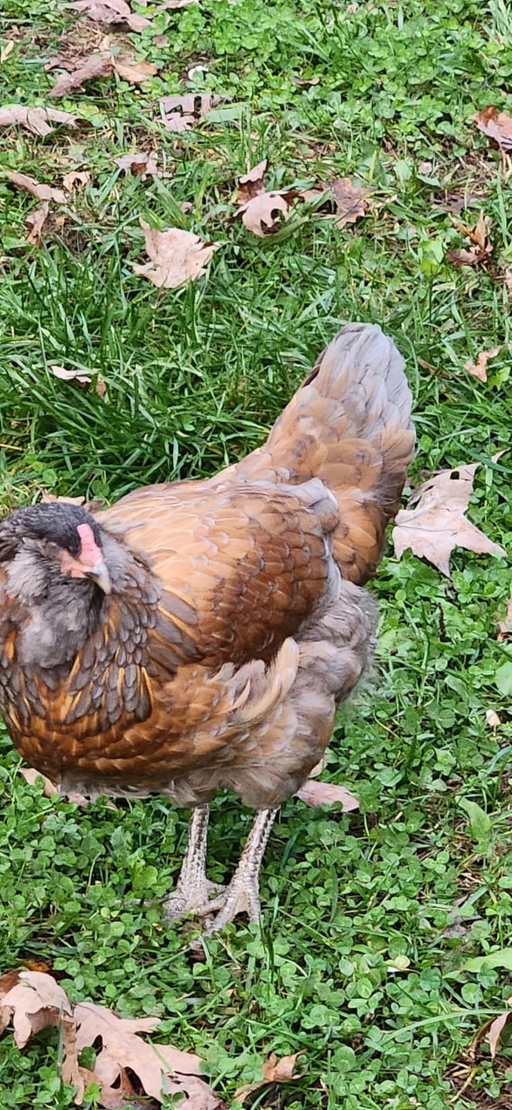 Verm-X Liquid Poultry & Fowl Internal Parasite 250Ml customer photo 2