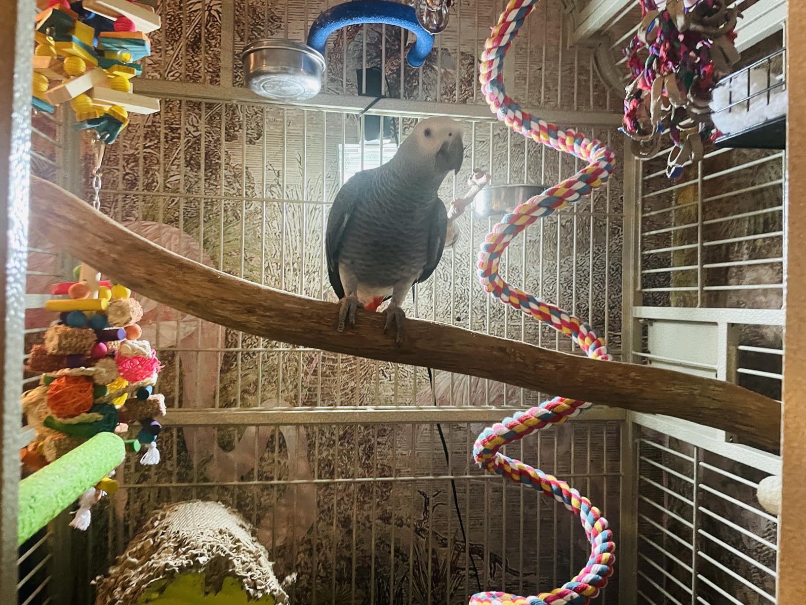 Polly's Full Length Hardwood Cage Perch for Parakeets, Cockatiels, Cockatoos, Macaws, and Other Birds (18