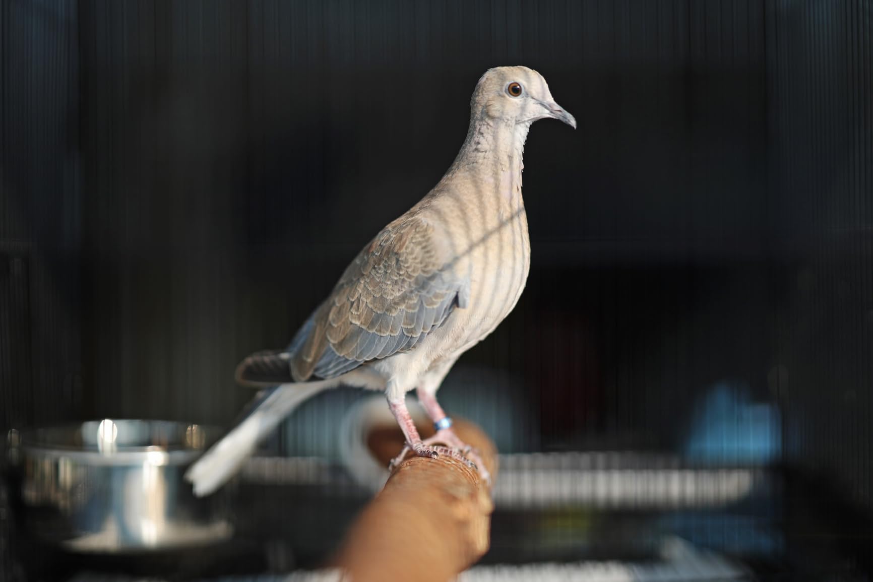 Polly's Full Length Hardwood Cage Perch for Parakeets, Cockatiels, Cockatoos, Macaws, and Other Birds (18