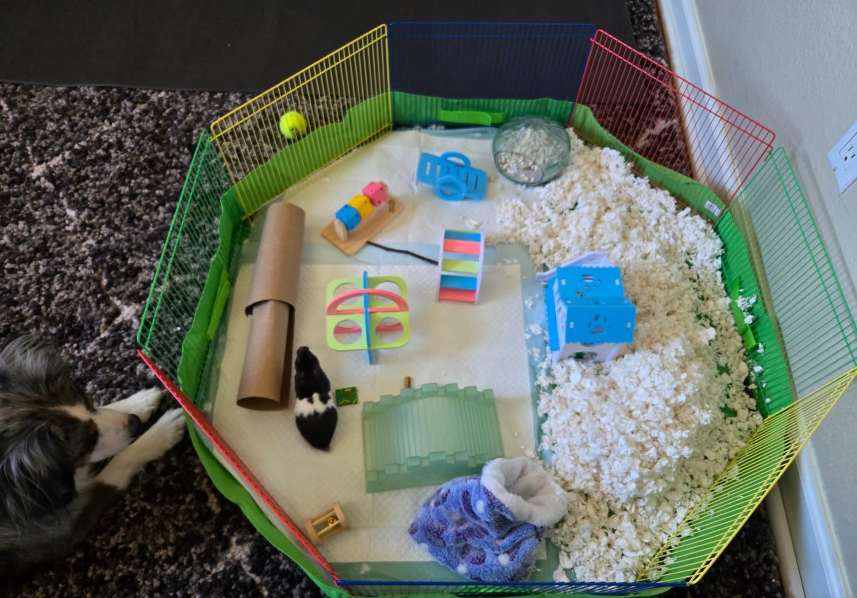 Prevue Pet Products Multi-Color Small Pet Playpen - Small Animal Pen for Rabbits, Guinea Pigs, Hamsters, Tortoises, Bunny Enclosure, Easy to Assemble, Indoor & Outdoor Play - Multi-Color customer photo 1