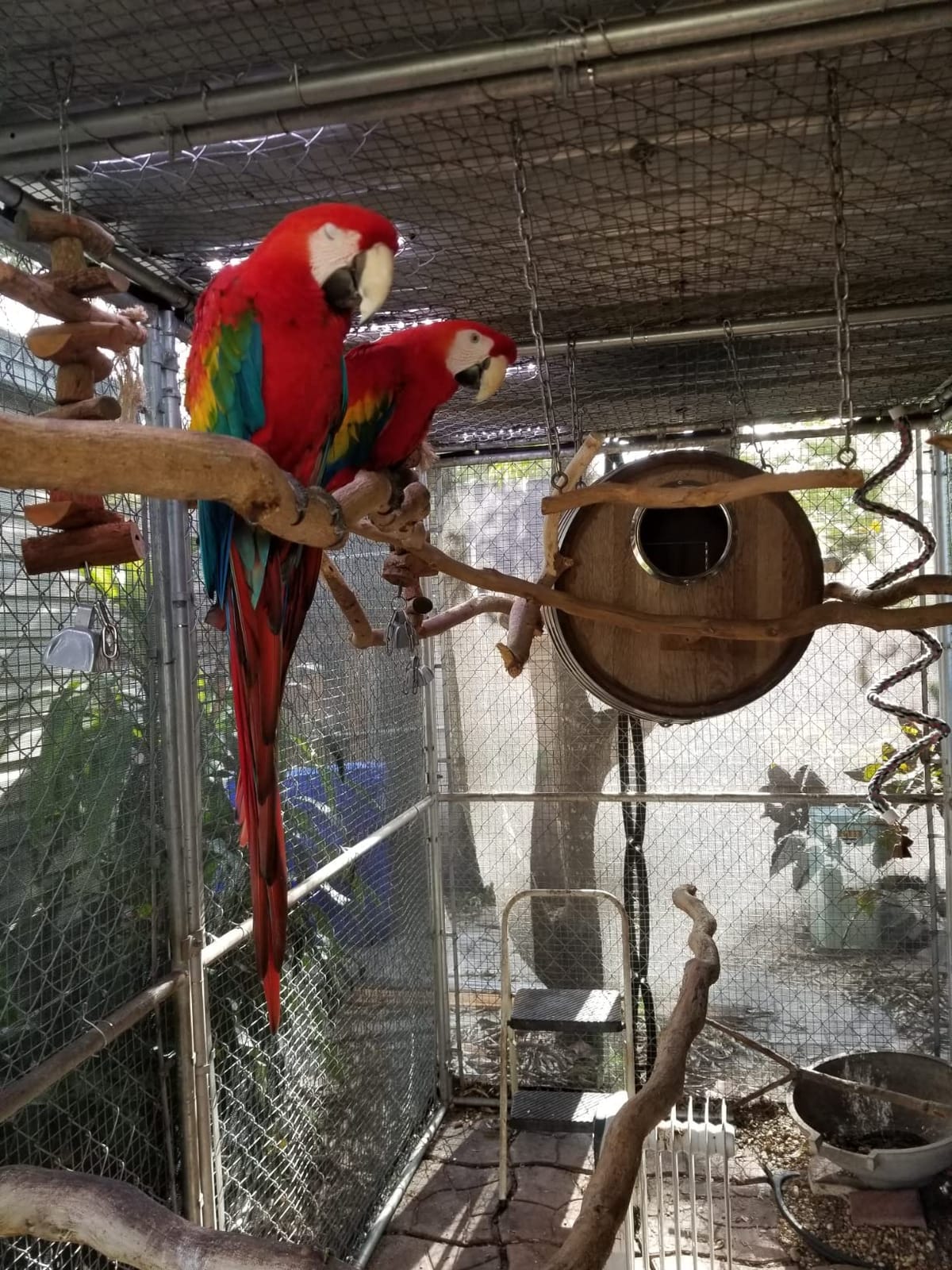 Kaytee Exact Rainbow Premium Parrot Food for Large Birds, 4 Pounds customer photo 1