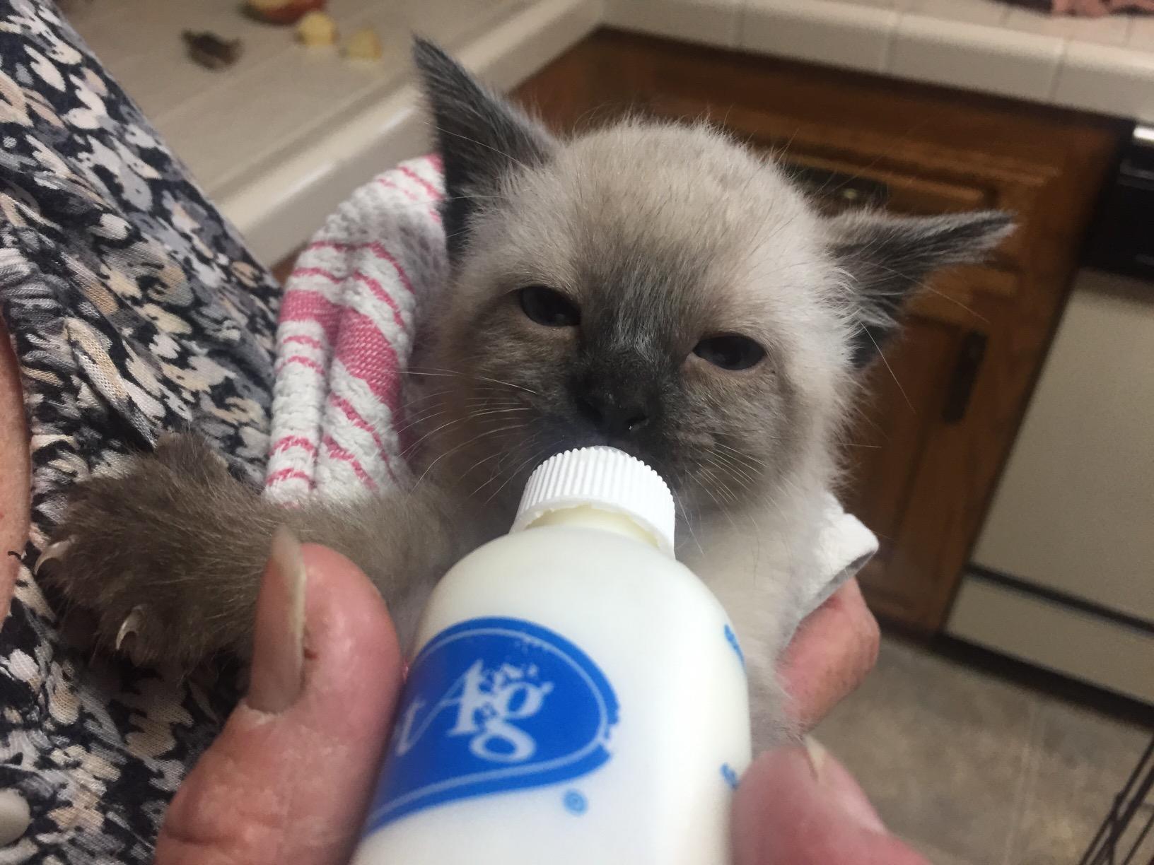 Pet-Ag Nursing Kit - 2 oz - Promotes the Natural Feeding of Liquids to Baby Animals - Each Kit Includes 2 oz. Bottle with Cap, 5 Nipples & Cleaning Brush customer photo 1