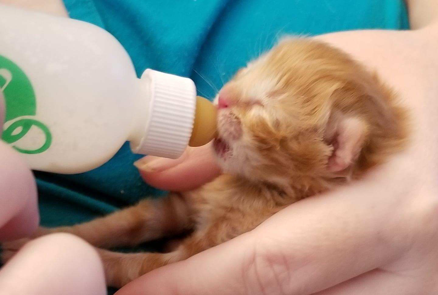 Pet-Ag Nursing Kit - 2 oz - Promotes the Natural Feeding of Liquids to Baby Animals - Each Kit Includes 2 oz. Bottle with Cap, 5 Nipples & Cleaning Brush customer photo 2