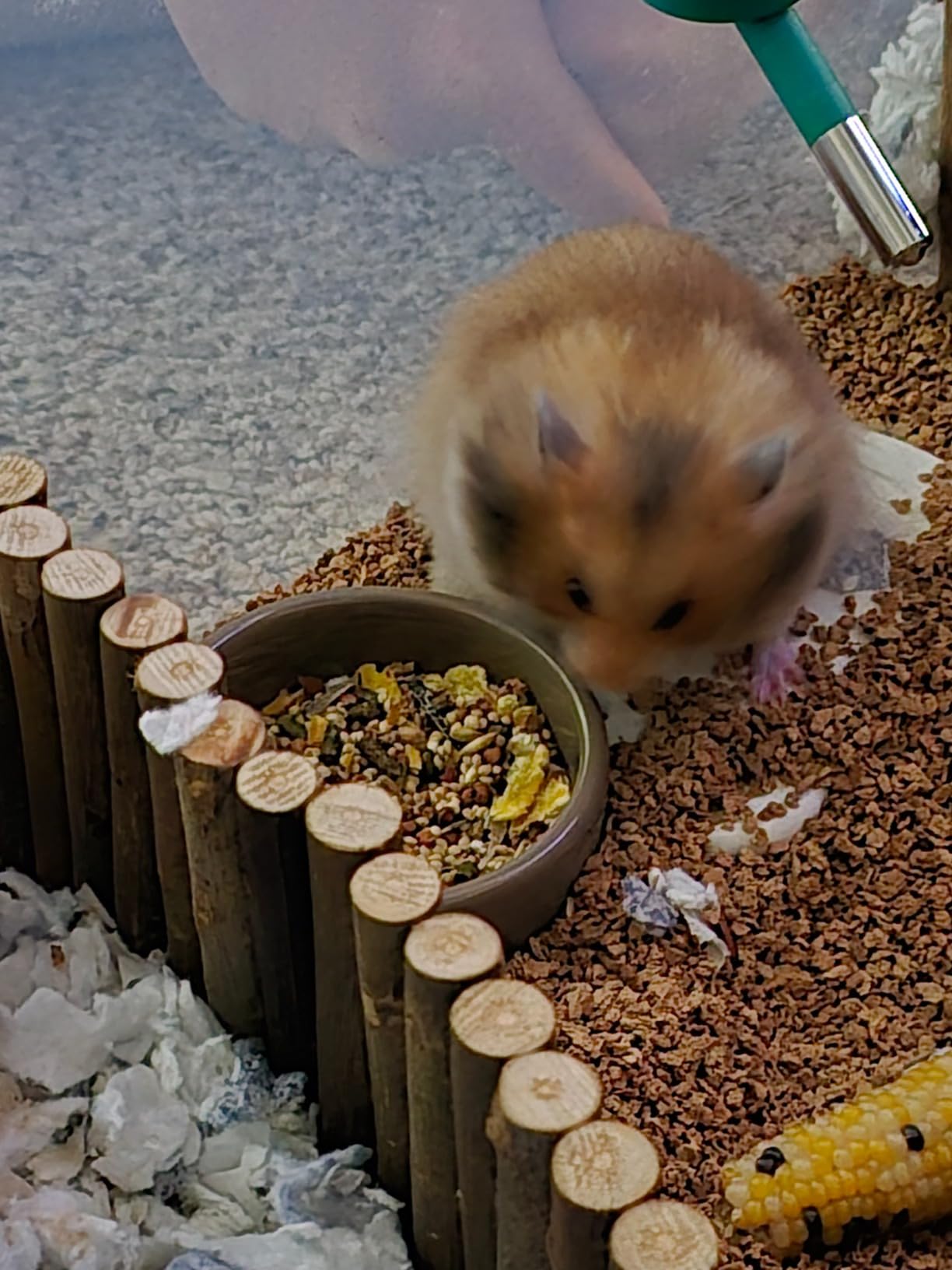 Kaytee Stoneware Ceramic Pet Hamster Bowl, Brown, 3-Inch customer photo 2