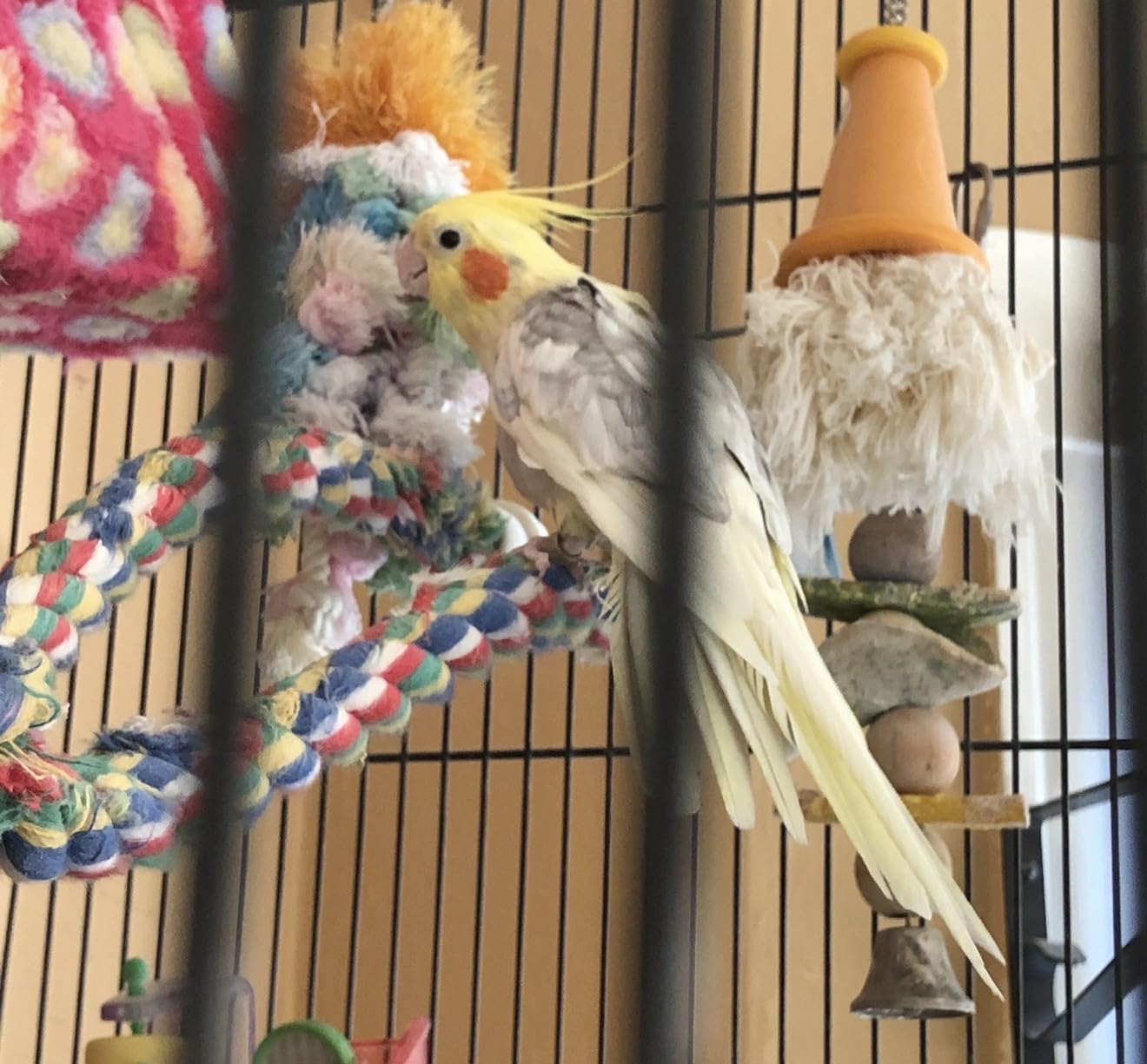 Harrison's Bird Foods High Potency, Certified Organic Diet 1lb | Vet Developed Non-Gmo For Conversion, Breeding, Weaning Or Special Needs. Canaries, Finches, Budgies And Other Small Parrots customer photo 2