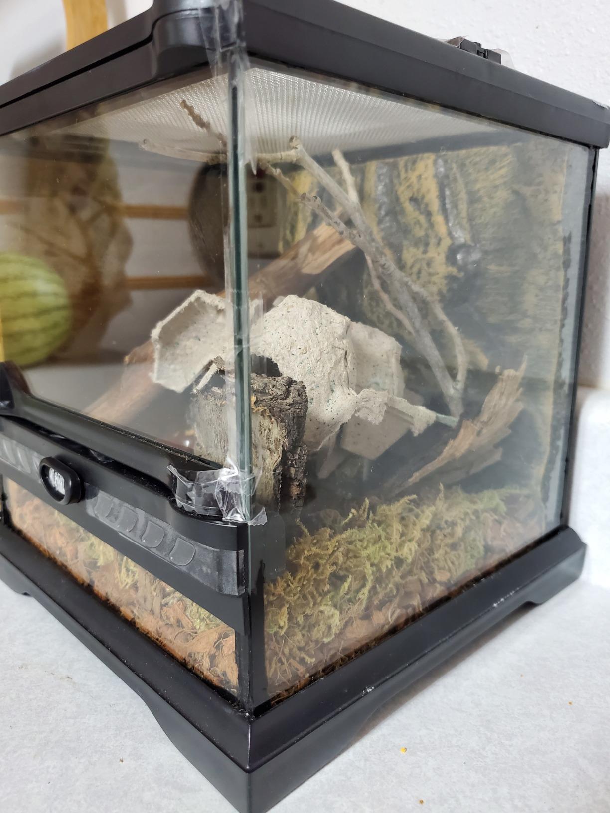 Exo Terra Glass Nano Terrarium Kit for Reptiles and Amphibians, Nano Tall - 8 x 8 x 12 Inches customer photo 2