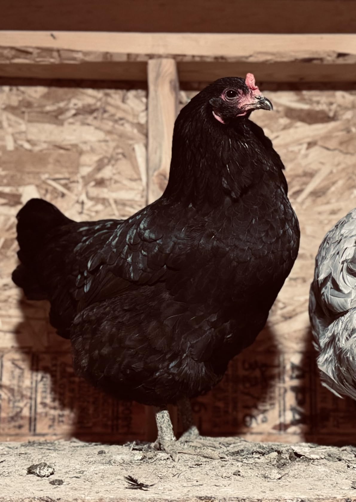 Kickin' Chicken Feed Supplement: Gallon customer photo 1