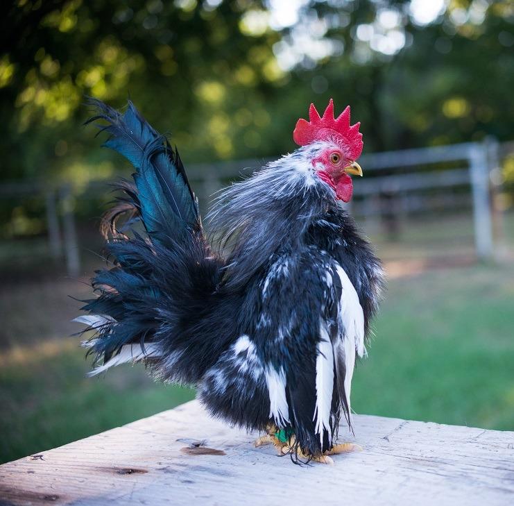 Kickin' Chicken Feed Supplement: Gallon customer photo 2