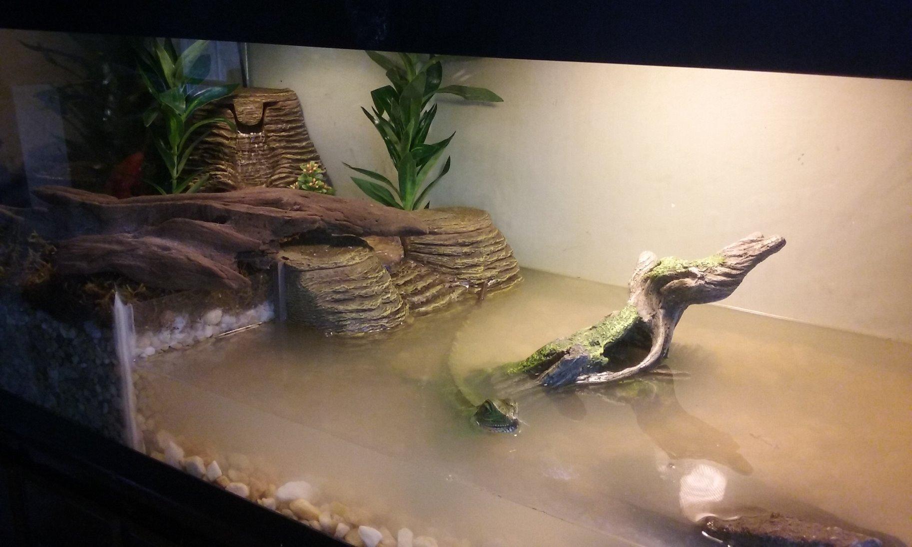 TetraFauna Viqaquarium, Terrarium & Aquarium Environment | Filter, Waterfall, Basking Areas & Ramps for 20-55 Gal Tanks customer photo 1