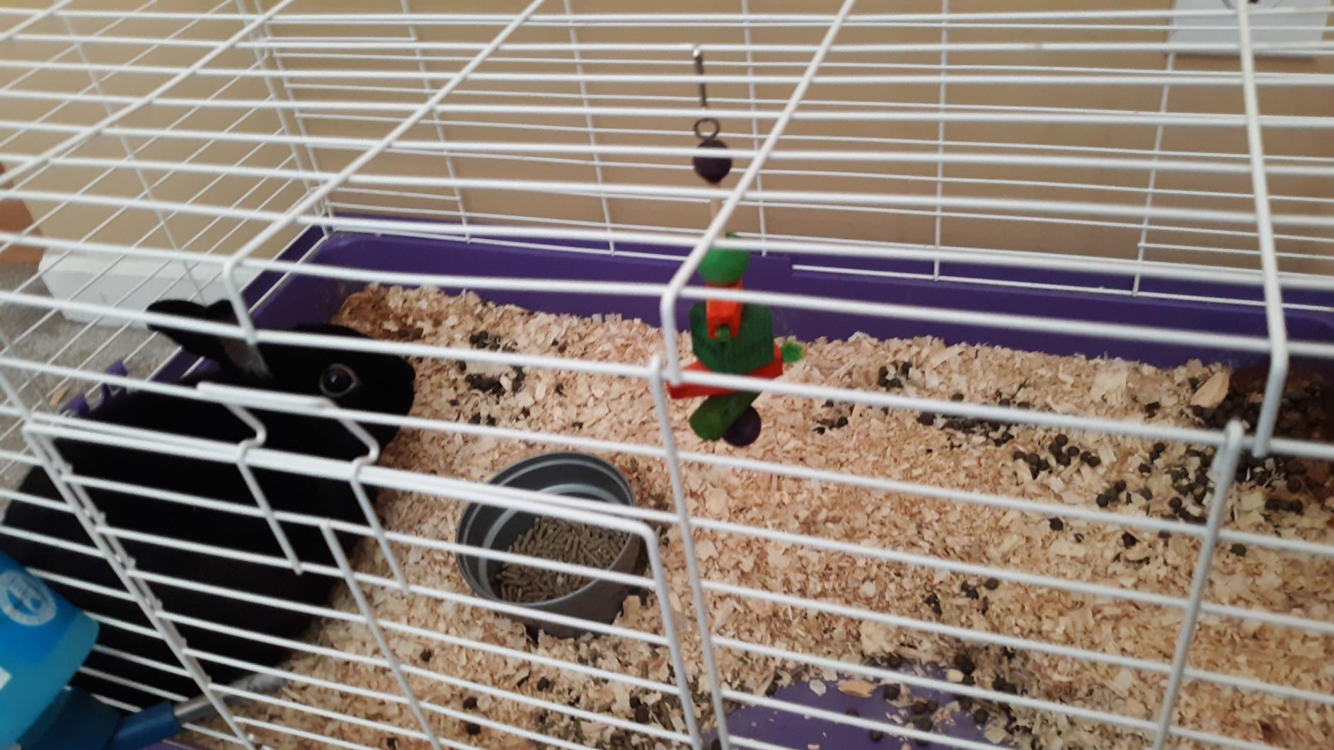 Kaytee Perfect Chews Hanging Wood Chew Toy for Pet Rabbits and Other Small Animals customer photo 2
