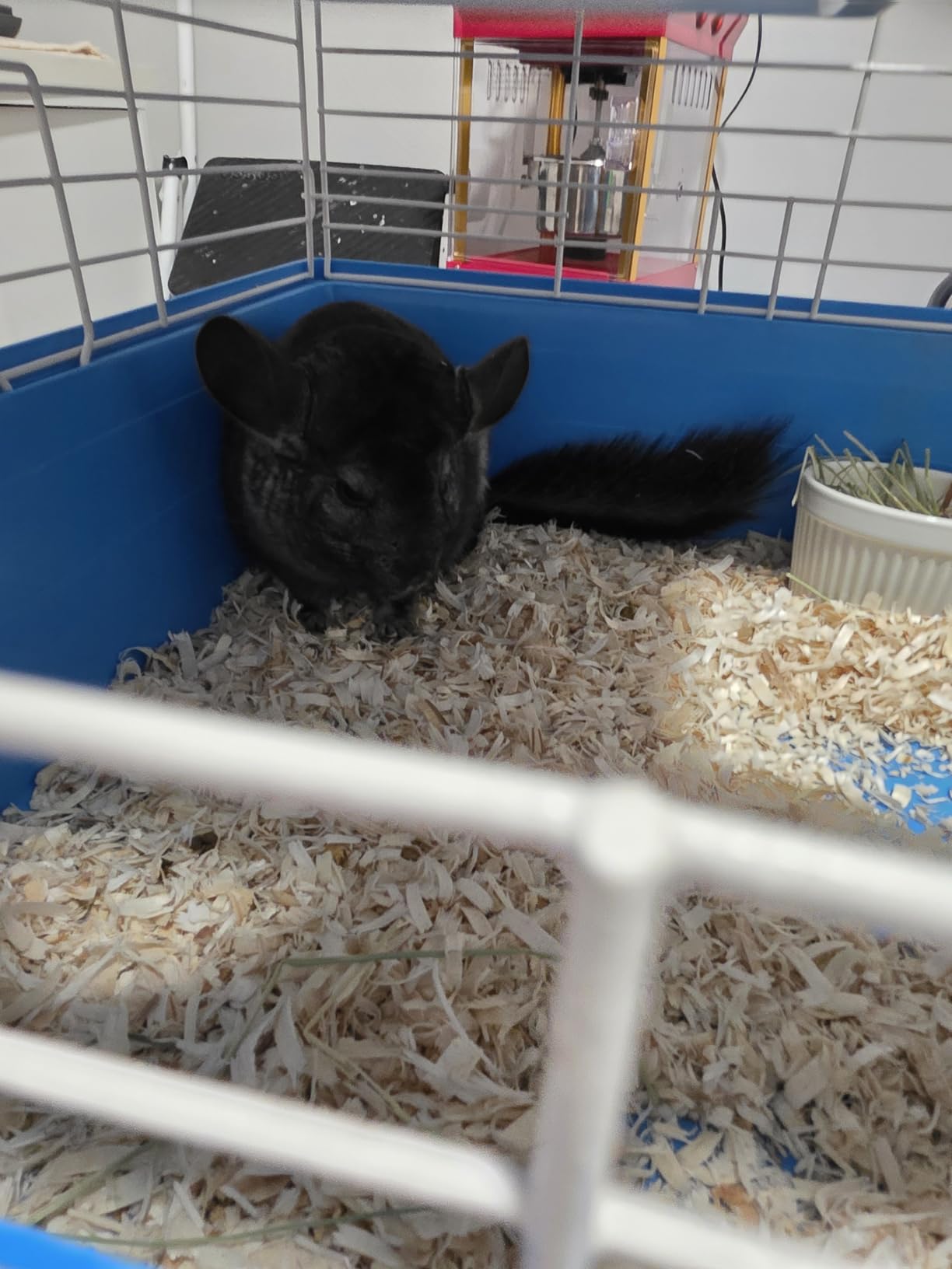 Kaytee Aspen Bedding for Small Animals, 52.4 Liter | 99.9% Dust-Free Wood Shavings customer photo 1