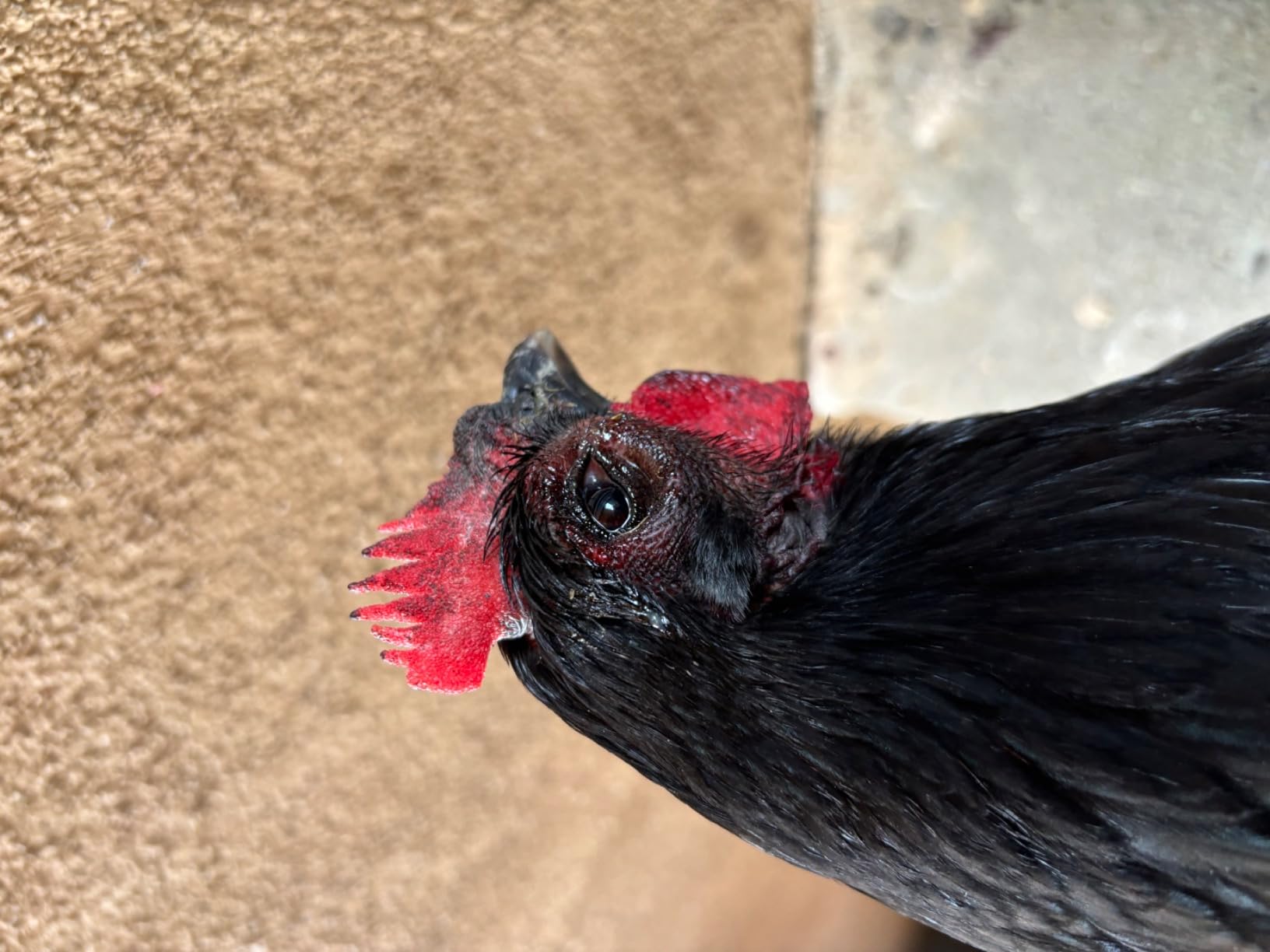 Vetrx Poultry Aid, 2 fl.oz customer photo 1
