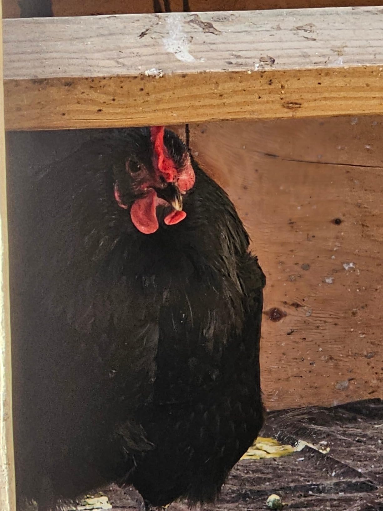 Vetrx Poultry Aid, 2 fl.oz customer photo 2