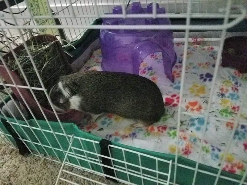 Kaytee Hay & Food Bin Feeder With Quick Locks For Pet Rabbits, Chinchillas, Guinea Pigs and Other Small Animals customer photo 1