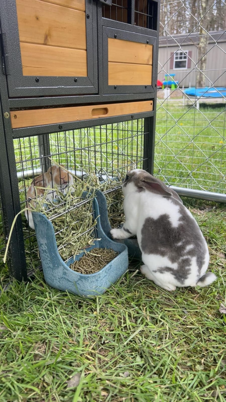 Kaytee Hay & Food Bin Feeder With Quick Locks For Pet Rabbits, Chinchillas, Guinea Pigs and Other Small Animals customer photo 2