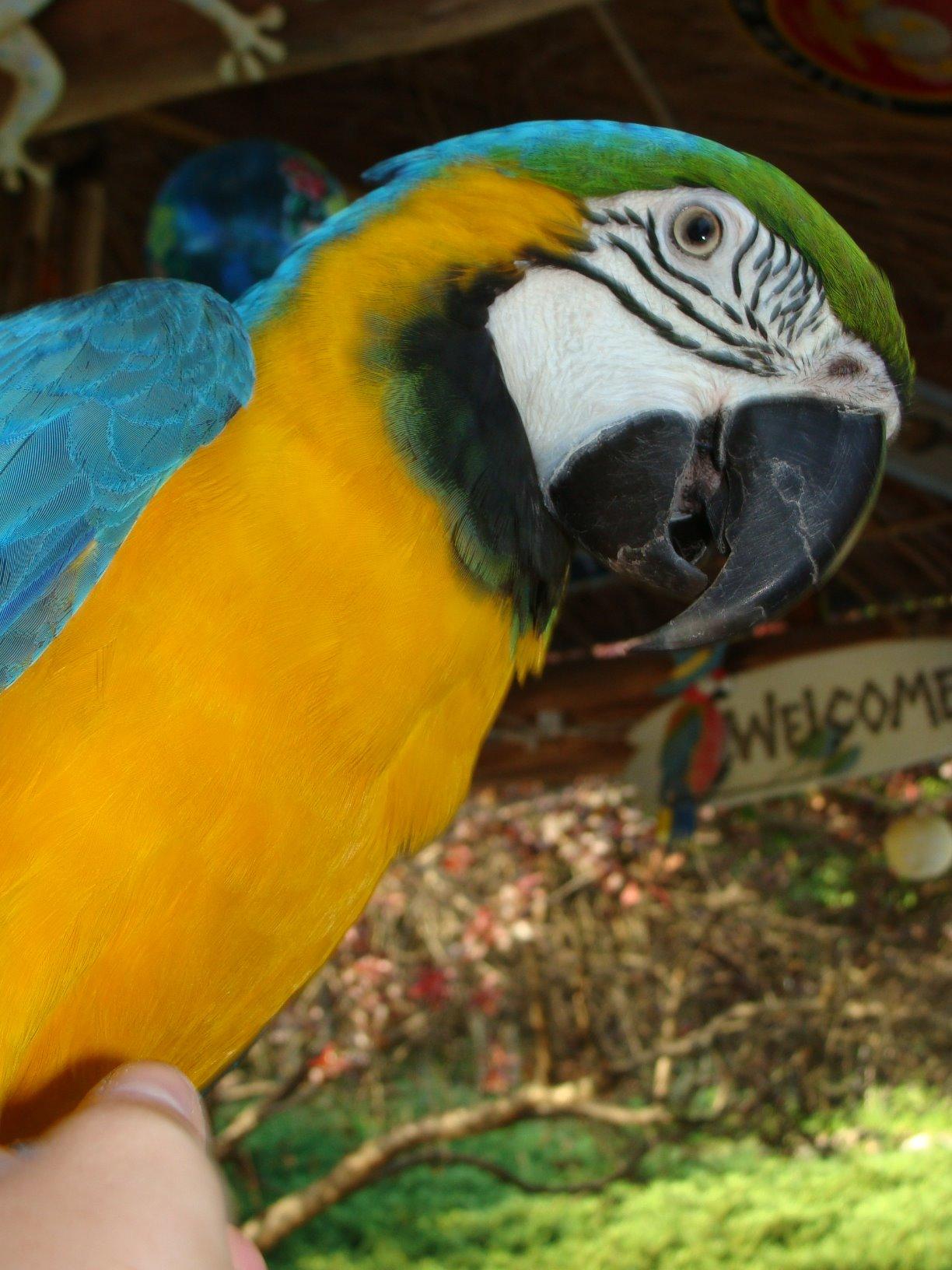 ZuPreem True Harvest Parrot & Conure Food, Uniform Bird Food, M/L, 3 lb customer photo 2