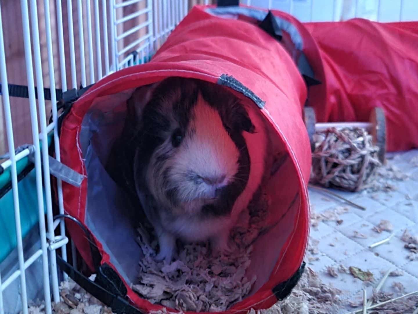 Living World Pet Tunnel, Small Animal Tunnel for Rabbits and Guinea Pigs customer photo 1