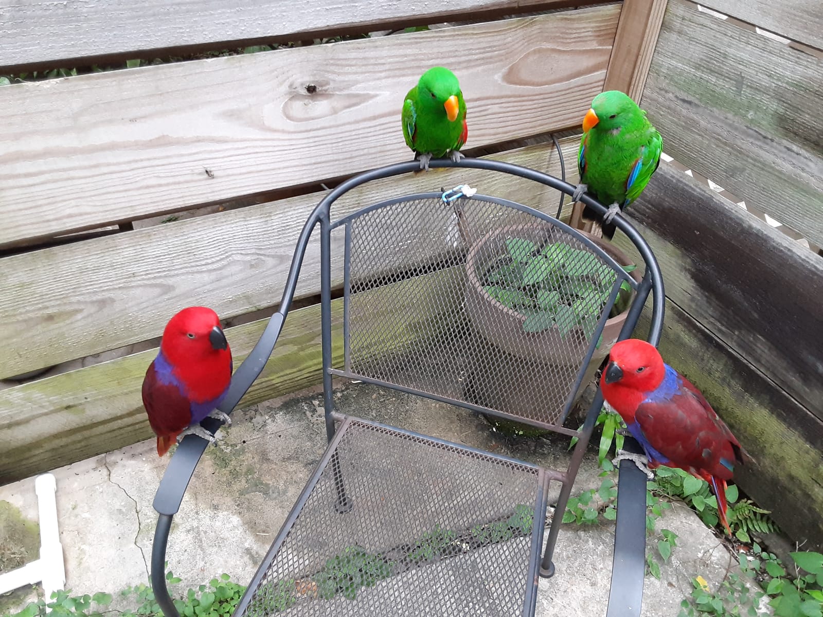 LAFEBER'S Premium Daily Diet Pellets, for Parrots, 5 lb customer photo 1