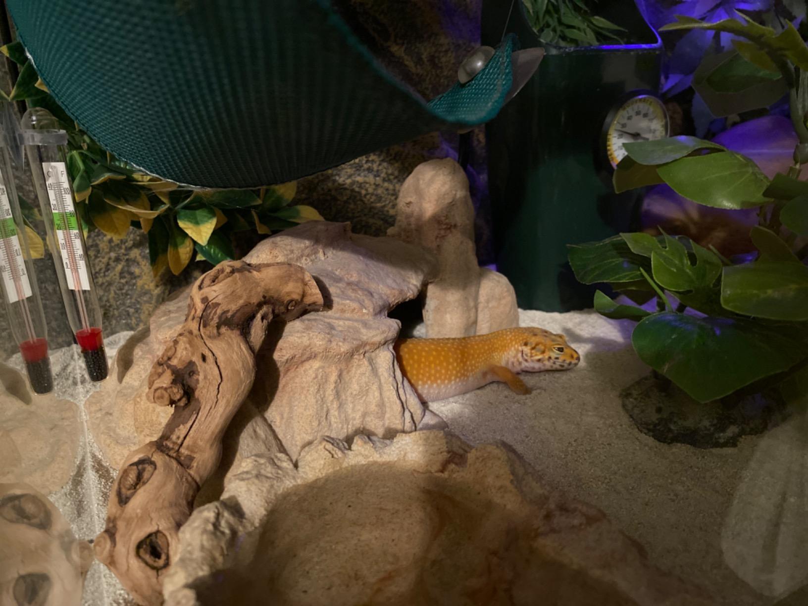 Zoo Med Repticare Day Night Timer customer photo 1