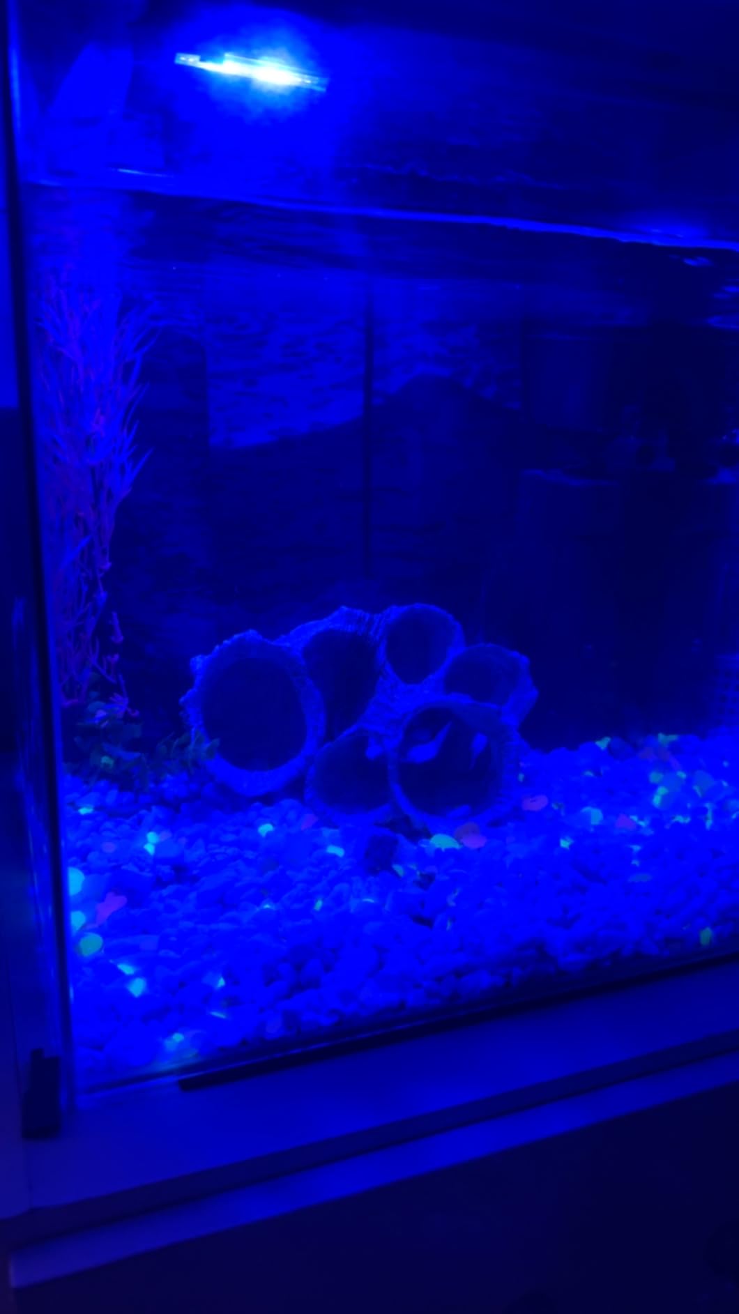 Glofish Aquarium Gravel, Solid Black, 5-Pound Bag customer photo 1