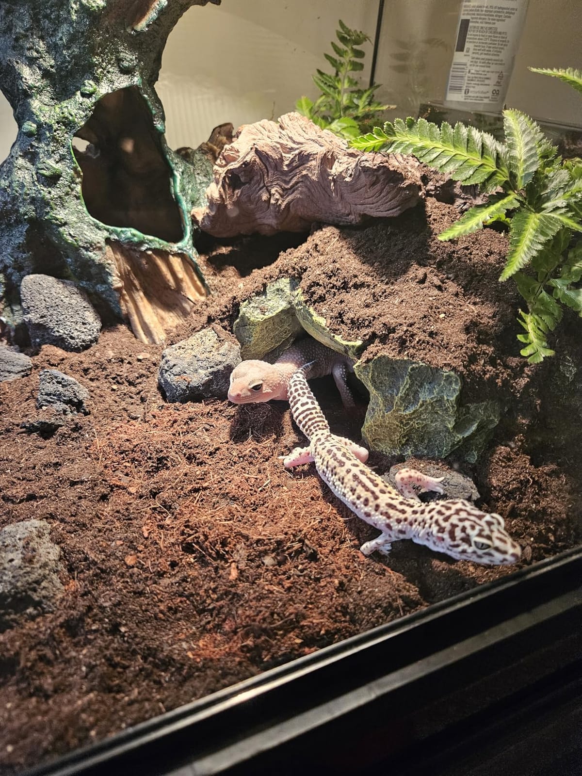 Zilla Pet Reptile Terrarium Substrate Bedding, Jungle Mix, for Frogs, Rainforest Geckos, Toads and Snakes, 8 Quart customer photo 1