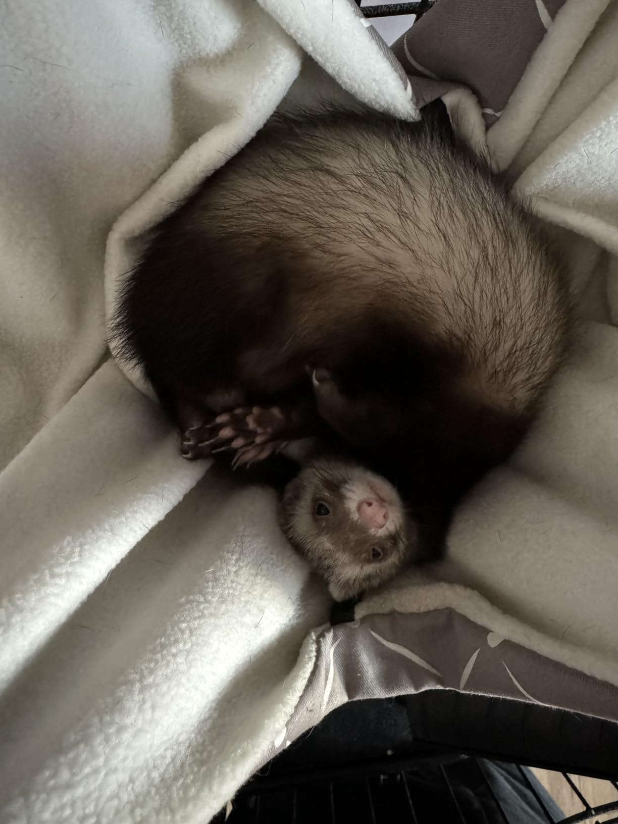 MidWest Homes for Pets Ferret Nation & Critter Nation Accessories Kit 2 customer photo 1