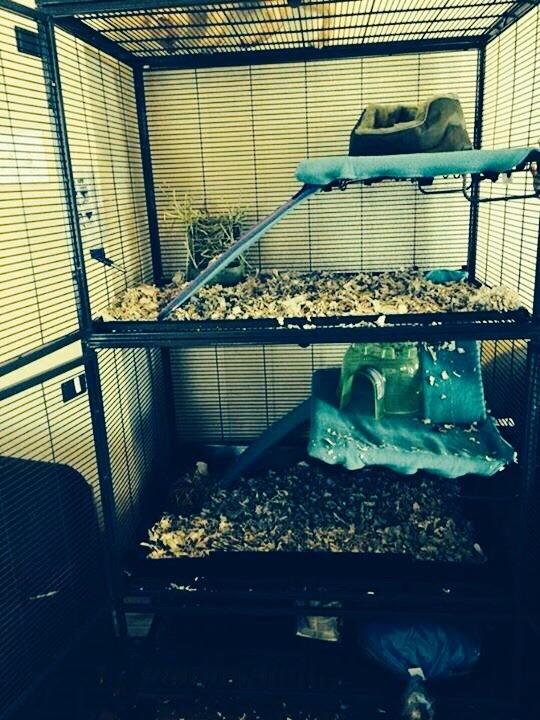 MidWest Homes for Pets Ferret Nation & Critter Nation Accessories Kit 2 customer photo 2