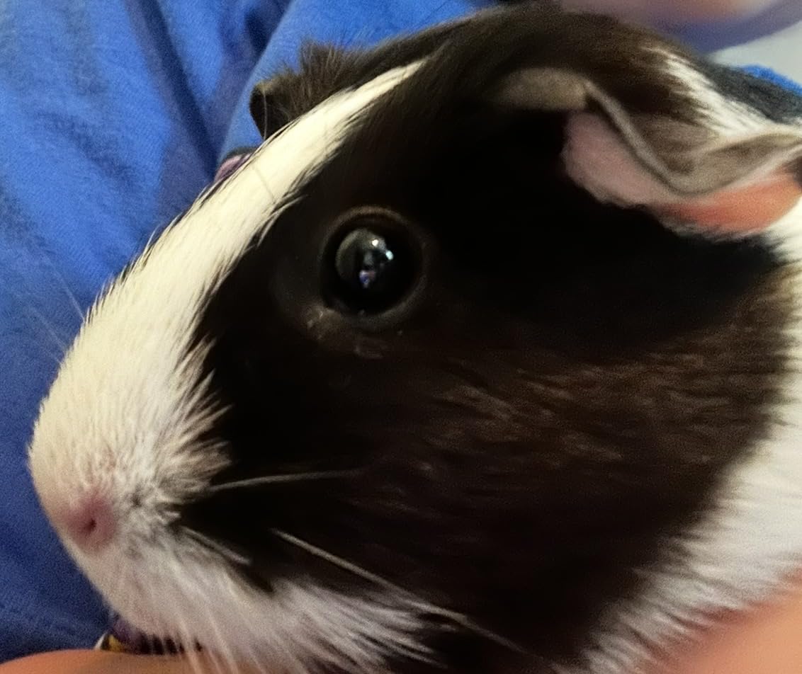 Vitakraft Menu Premium Guinea Pig Food - Alfalfa Pellets Blend - Vitamin and Mineral Fortified customer photo 2