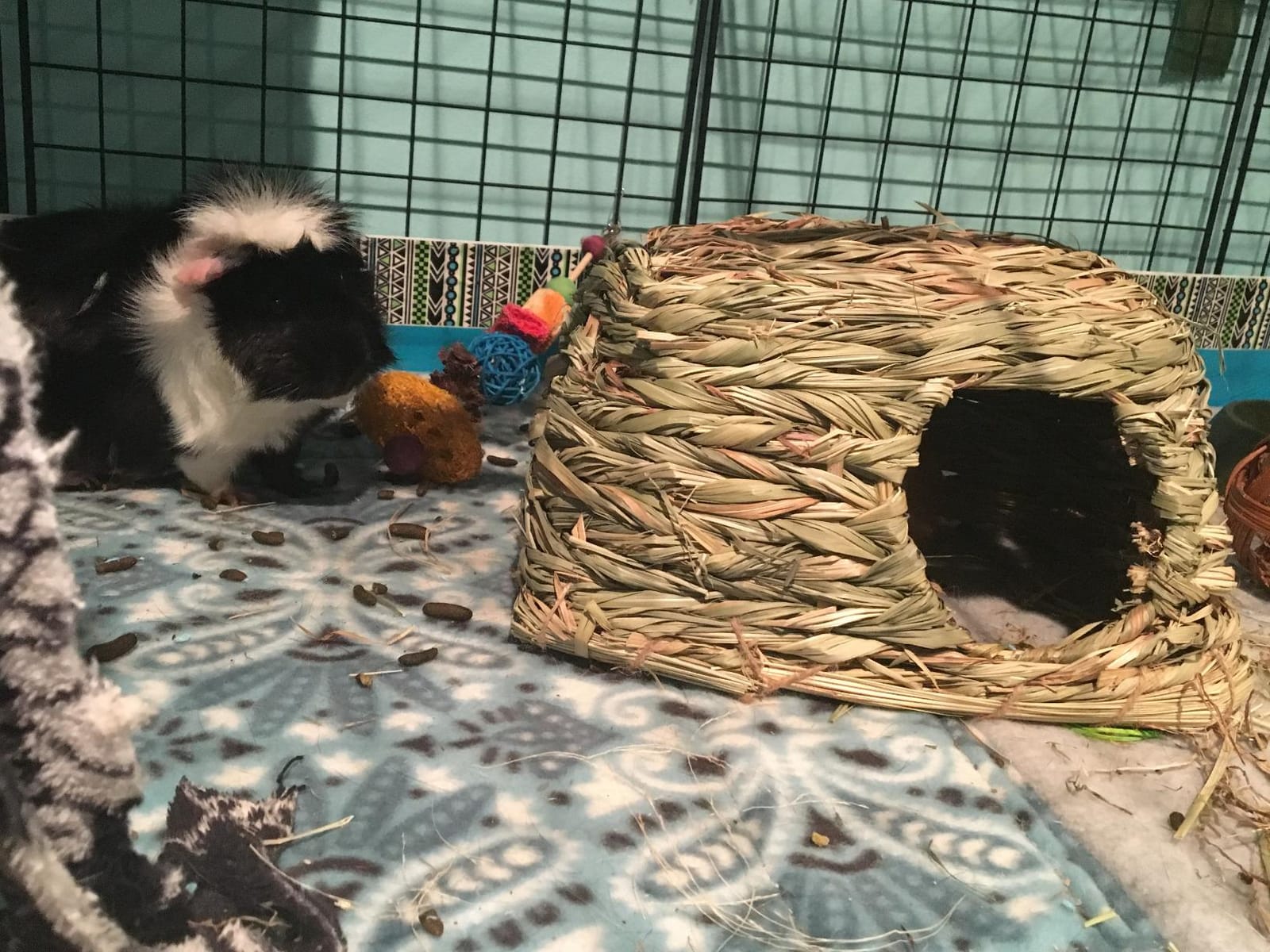 Prevue Pet Products Hendryx Nature's Hideaway Grass Tunnel Toy - for Guinea Pigs, Dwarf Rabbits, Rats, Ferrets, Woven Hay & Grass, Natural Hide & Explore Toy customer photo 2