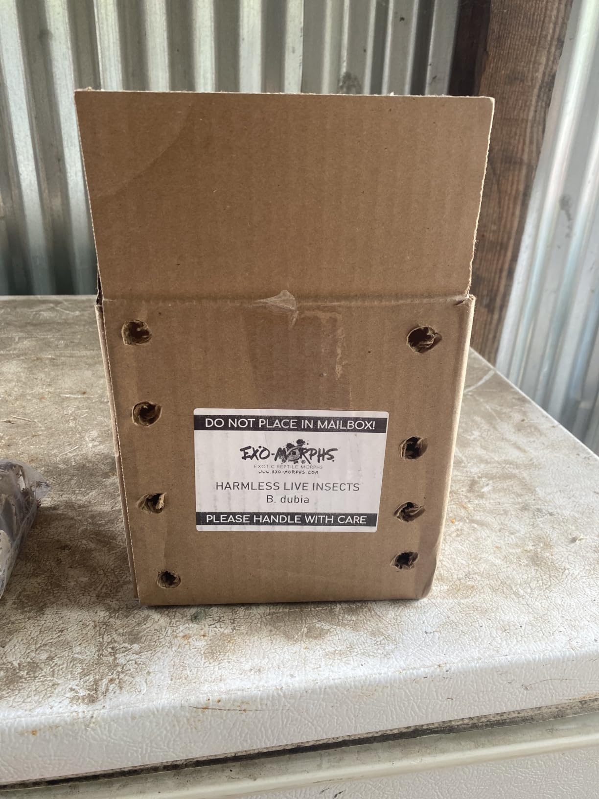 100 Large Dubia Roaches customer photo 1