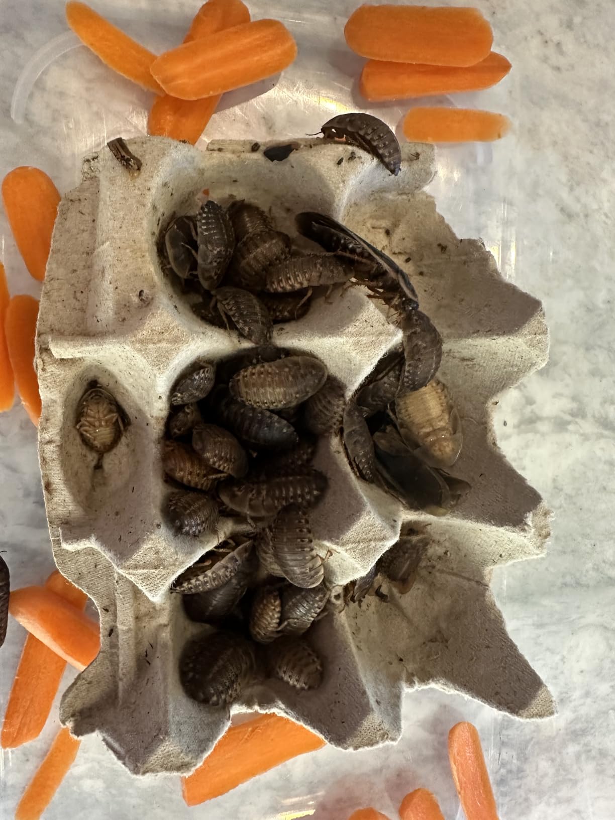 100 Large Dubia Roaches customer photo 2