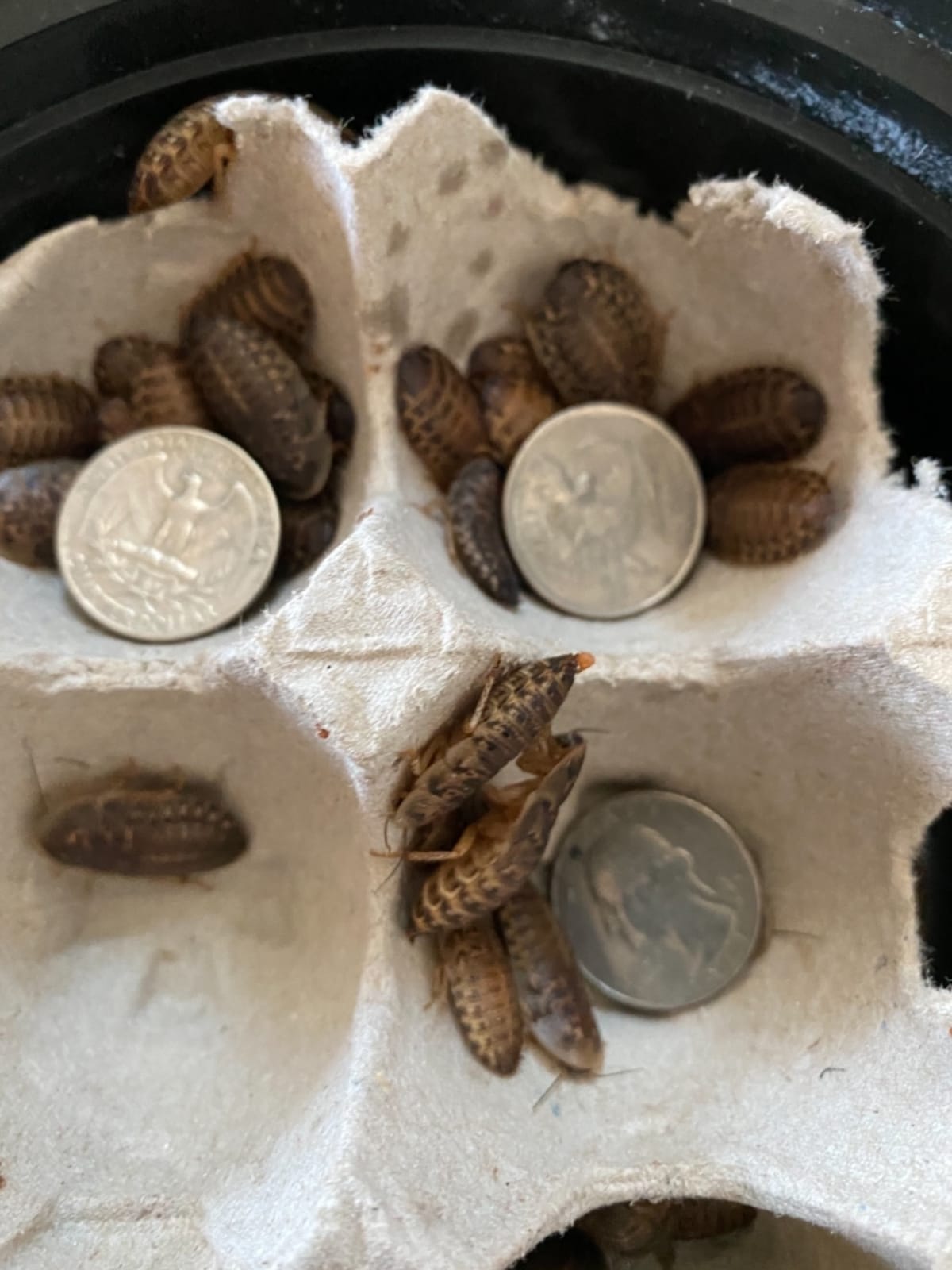 200 Live Large Dubia Roaches | Live Arrival is Guaranteed | Shipped in Cloth Bags customer photo 1