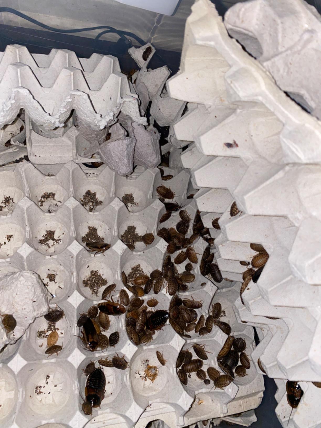 200 Live Large Dubia Roaches | Live Arrival is Guaranteed | Shipped in Cloth Bags customer photo 2