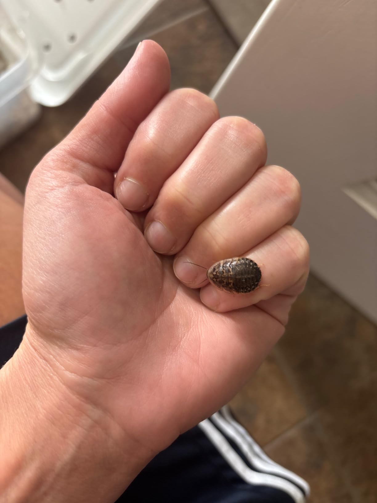 100 Medium Dubia Roaches customer photo 2