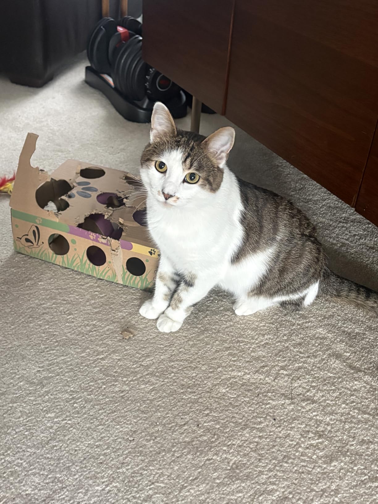 Cat Amazing Interactive Treat Maze and Puzzle CAT Toy customer photo 2