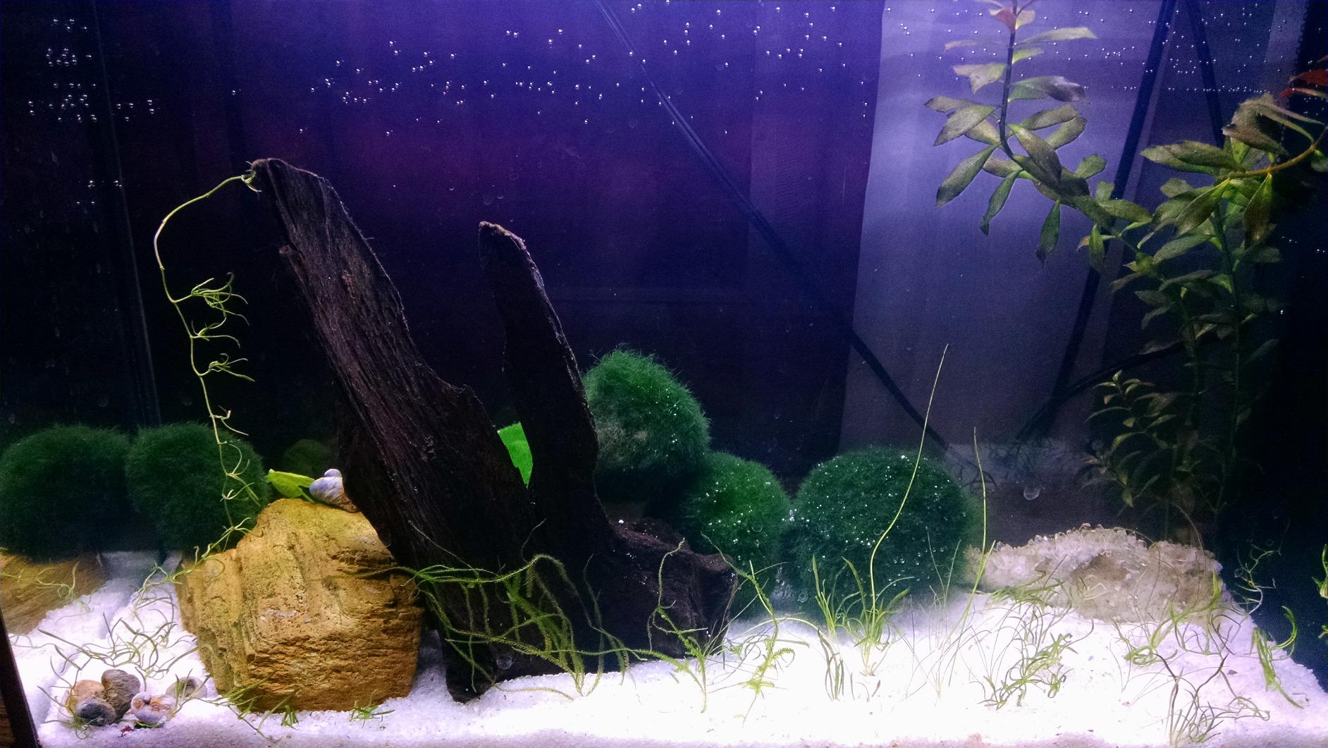 Fluval SPEC III Aquarium Kit, Aquarium with LED Lighting and 3-Stage Filtration System, 2.6 Gallon, White, 10517A1 customer photo 1