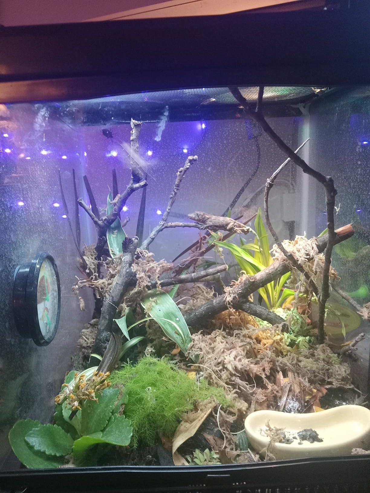 Exo Terra BioDrain Terrarium Substrate for Aquarium, 4.4-Pound customer photo 1