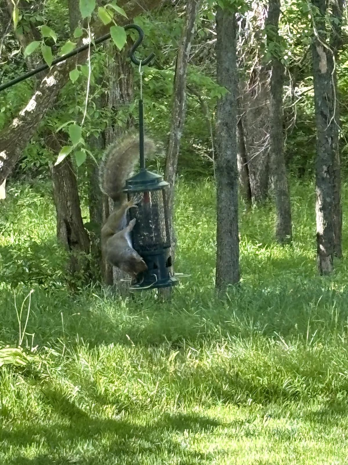 Squirrel Buster Standard Squirrel-proof Bird Feeder w/4 Metal Perches, 1.3-pound Seed Capacity, garden green | Four metal perches, weight-triggered closure, chew-proof design, easy cleaning customer photo 2