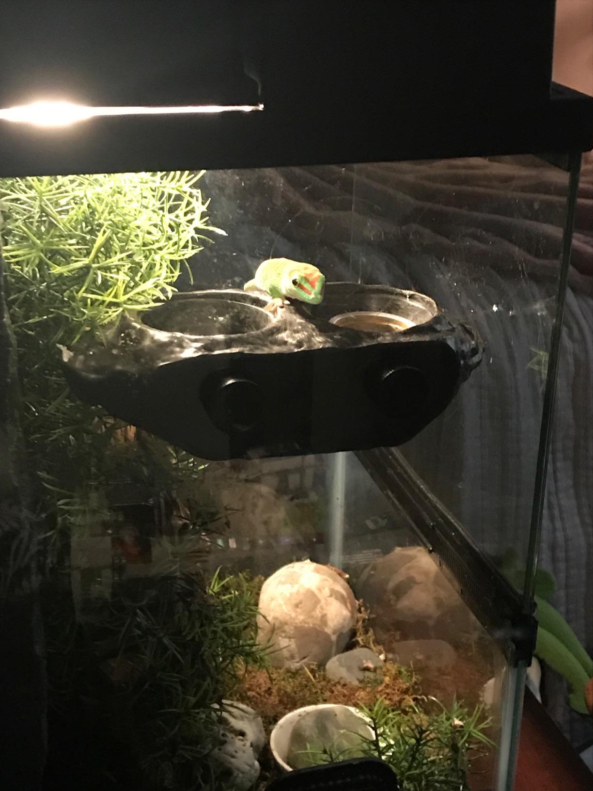 Pangea Ultimate Gecko Ledge - Magnetic Feeder for Crested Geckos | 8.5
