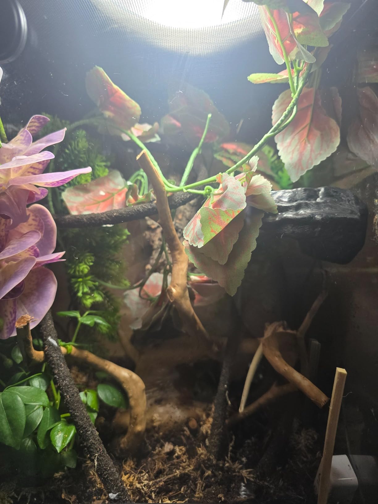 Pangea Ultimate Gecko Ledge - Magnetic Feeder for Crested Geckos | 8.5