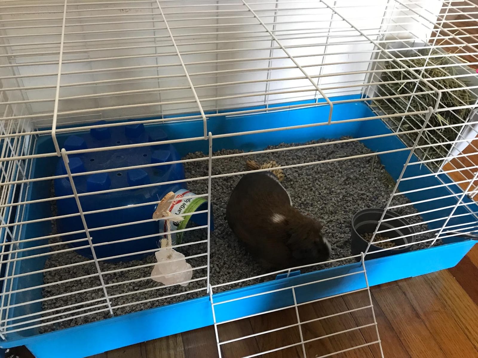 Kaytee My First Home and Fiesta Guinea Pig Complete Kit customer photo 1