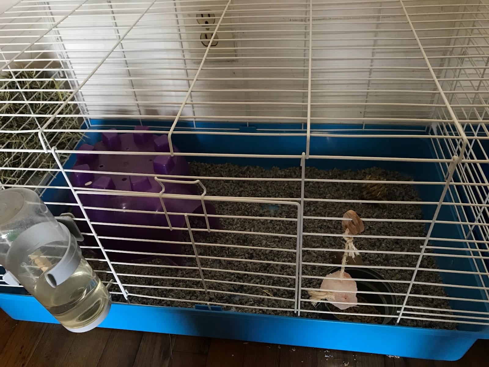 Kaytee My First Home and Fiesta Guinea Pig Complete Kit customer photo 2