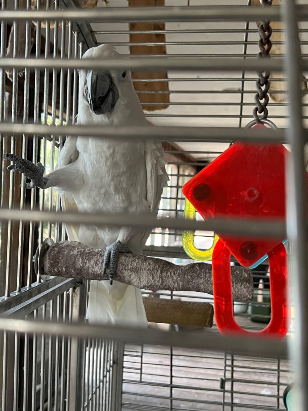 Prevue Pet Products Pacific Perch Branch Ideal for Small to Medium Birds | Large Natural Wooden Bird Perches for Cage, Foot Exercise & Beak Grooming Accessories customer photo 2