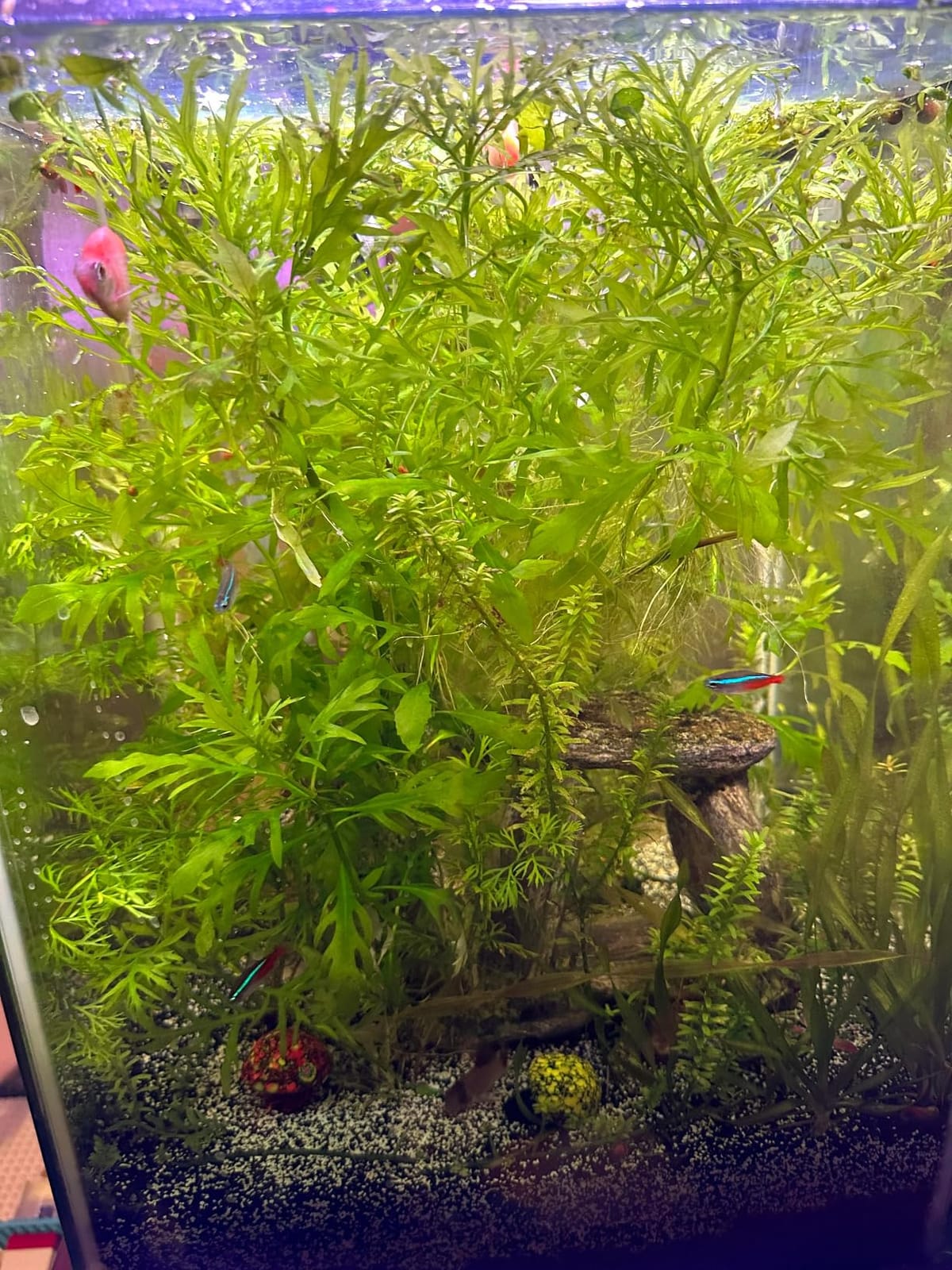 SunSun 3-Stage External Canister Filter for Aquariums & Ponds, 106 GPH Flow, Easy Setup & Maintenance, HW-603B customer photo 2