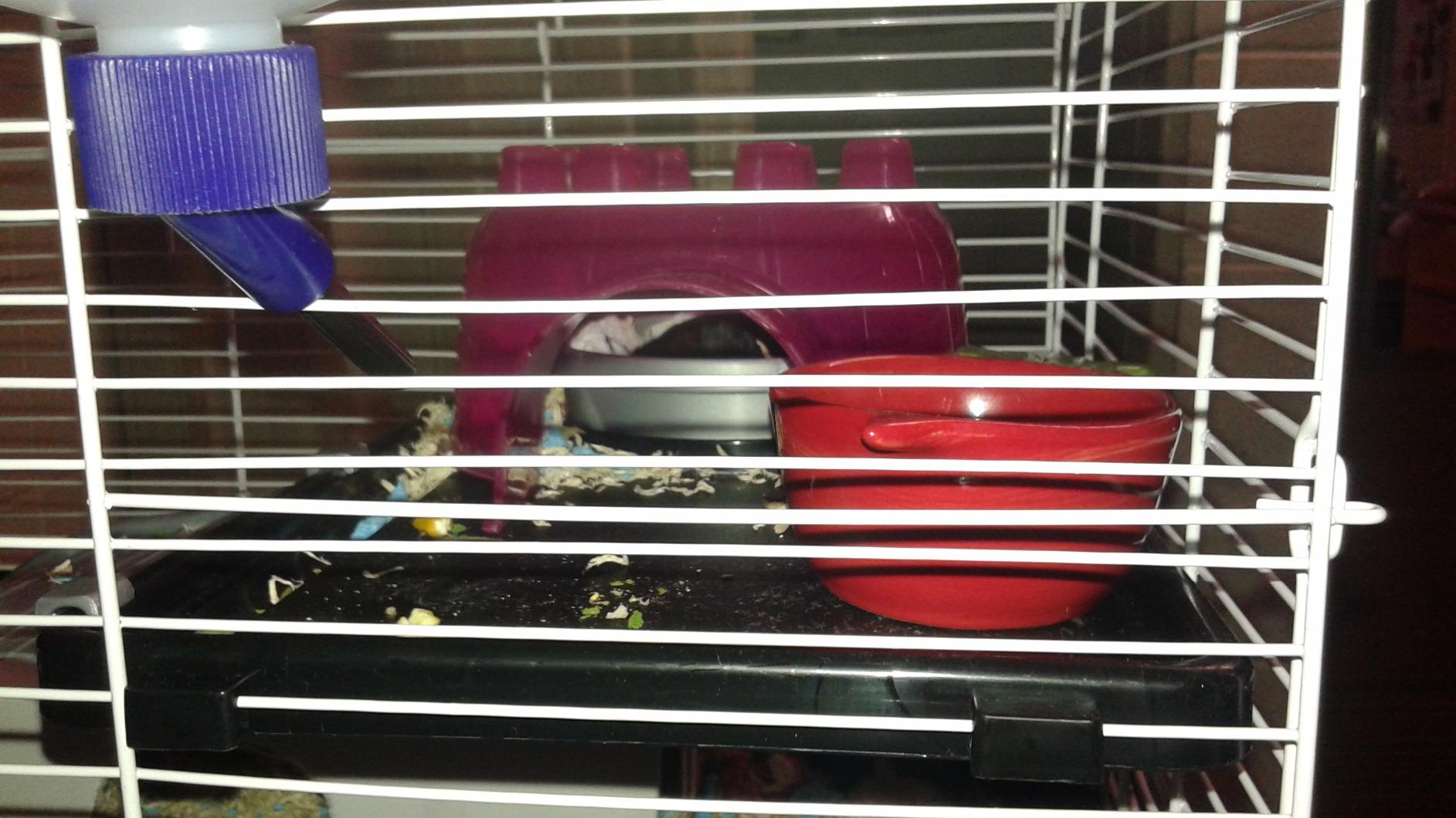 Kaytee My First Home Habitat for Pet Rats customer photo 1
